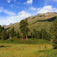 start-die-zirbe-koenigin-der-alpen